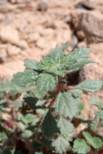 Desert Nettle
