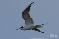 Sterna hirundo