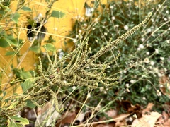 Amaranthus dubius