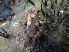 Anura