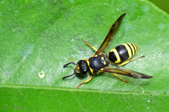 Ancistrocerus renimacula