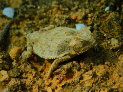 Phrynosoma taurus
