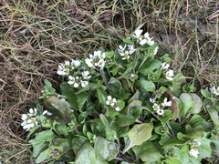 Cochlearia officinalis