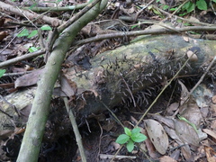 Anura