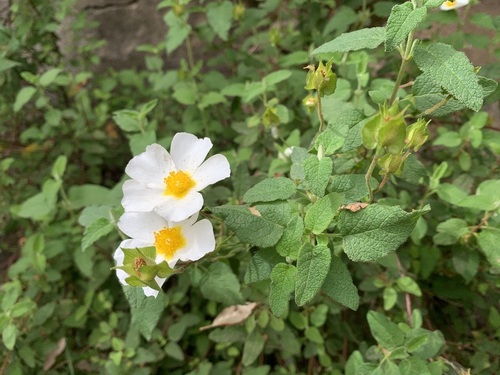 Avistamiento Cistus salviifolius