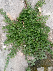 Galium murale