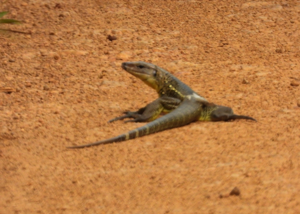 Rondônia Tegu