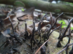 Anura