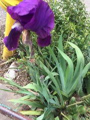 Iris × germanica