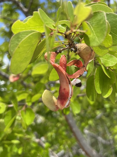 Pithecellobium unguis-cati, photograph 4