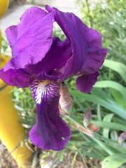 Iris × germanica