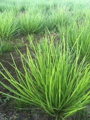 Carex bromoides