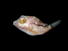 Macaronesian Sharpnose-Puffer photo 1