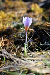 Crocus tauricus