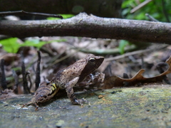 Anura