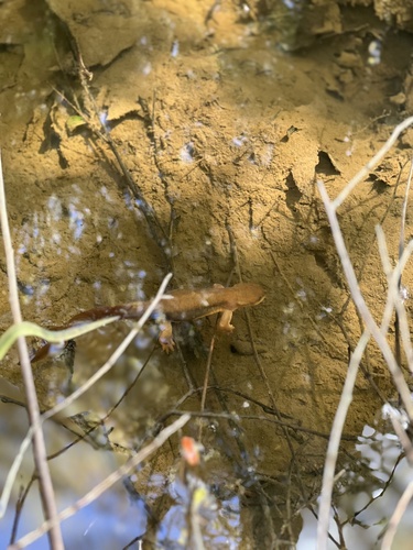 Rough-skinned Newt observed by pineconelover