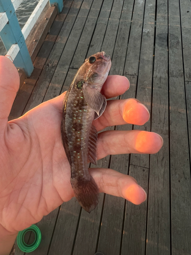 Acentrogobius viridipunctatus observed 2026-04-16