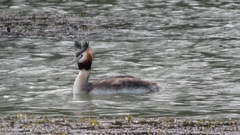 Podiceps cristatus