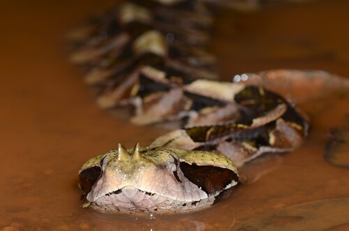 Western Gaboon Viper
