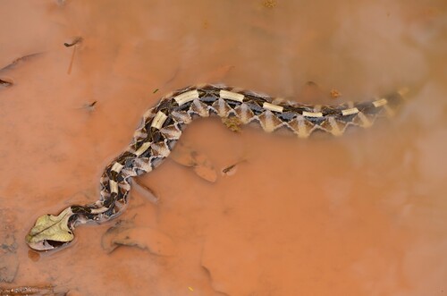 Western Gaboon Viper