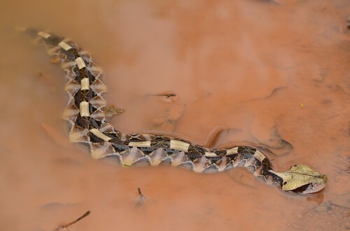 Western Gaboon Viper