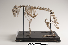 Hispid Hare photo 3