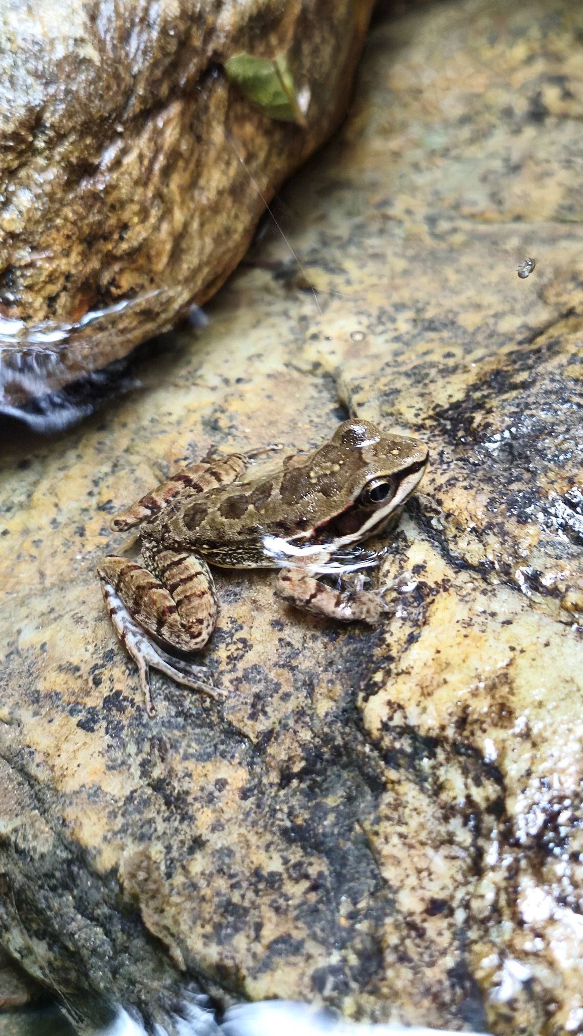 Humboldt's Tree Toad photo 7