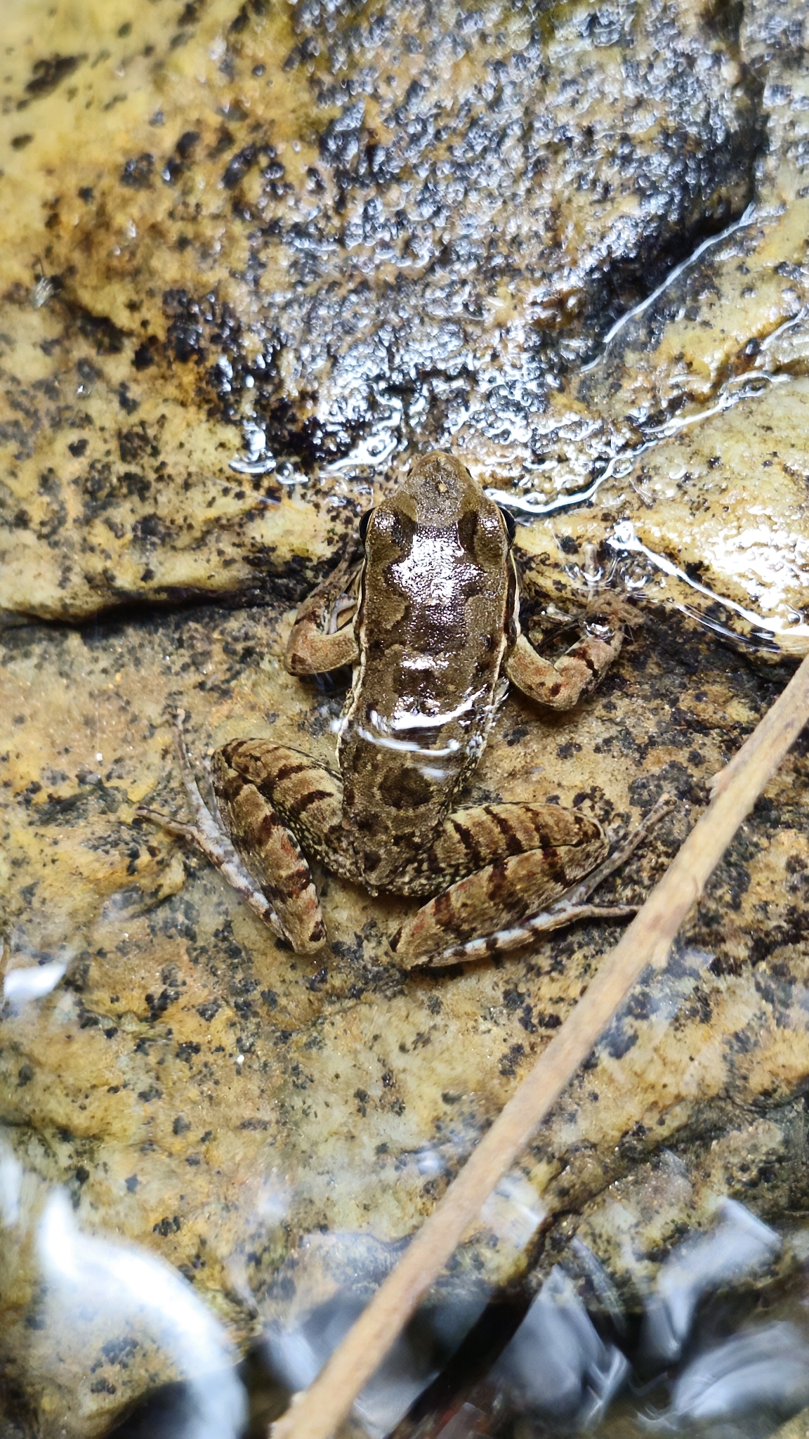 Humboldt's Tree Toad photo 8
