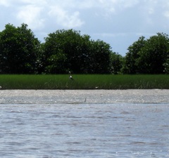 Leptoptilos javanicus