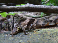 Anura