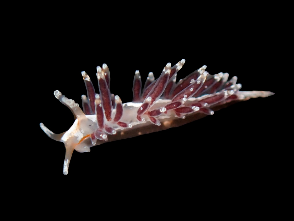 Christmas Tree Hydroid Nudibranch