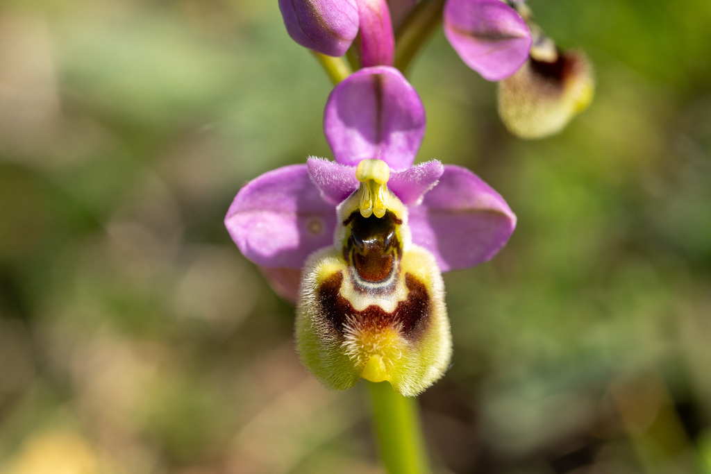 Sawfly Orchid