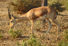 Gazella bennettii