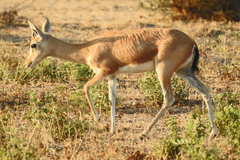 Gazella bennettii