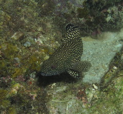 Epinephelus ongus