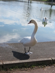 Cygnus olor
