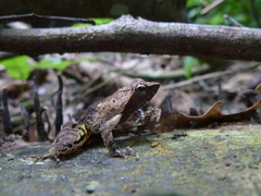 Anura