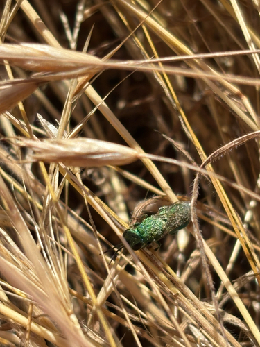 iNaturalist observation photo of Cuckoo Wasps