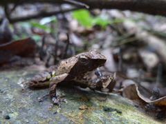 Anura