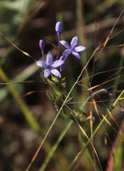 Pentanisia prunelloides