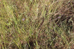 Pentanisia prunelloides