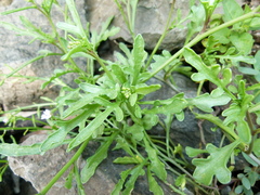 Cakile maritima maritima