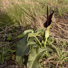 Arum palaestinum