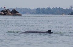 Orcaella brevirostris
