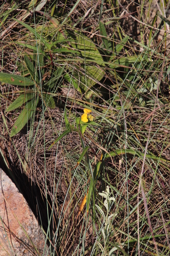 Commelina africana var. karooica image