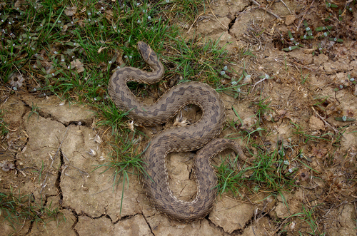 Steppe Viper