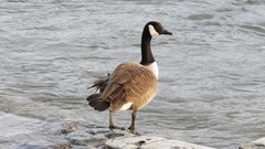 Branta canadensis