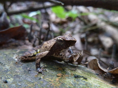 Anura