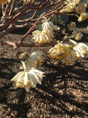 Edgeworthia