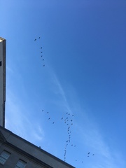 Branta canadensis